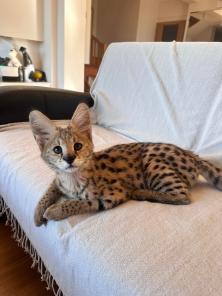 African Serval Kittens WhatsApp:  +27842597191