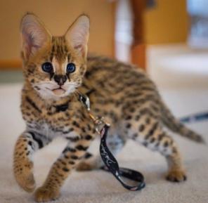 African Serval Kittens WhatsApp:  +27842597191