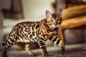 Brown/Silver/Charcoal/Snow Bengal Kittens WhatsApp: +27842597191