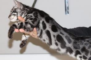 Brown/Silver/Charcoal/Snow Bengal Kittens WhatsApp: +27842597191