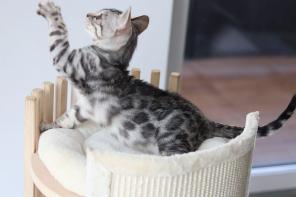 Brown/Silver/Charcoal/Snow Bengal Kittens WhatsApp: +27842597191