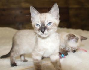 Brown/Silver/Charcoal/Snow Bengal Kittens WhatsApp: +27842597191