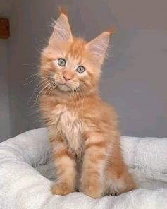 Maine Coon Kittens WhatsApp: +27842597191