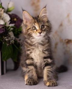 Maine Coon Kittens WhatsApp: +27842597191