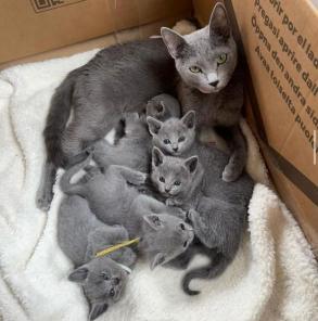 Russian Blue Kittens WhatsApp: +27842597191