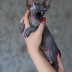 Sphynx Kittens WhatsApp: +27842597191